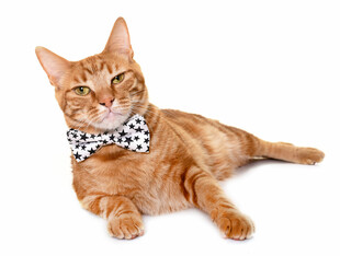 戴领结的橘猫惬意躺卧