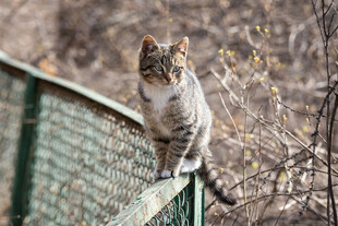 围栏上的猫咪
