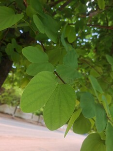 绿叶繁茂的生机景象