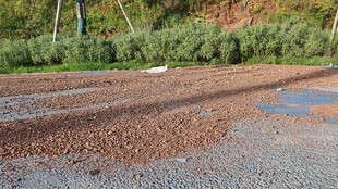 泥泞道路与周边绿植景观