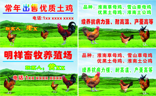 养殖场名片 优质土鸡