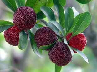 枝头红嫩杨梅果实