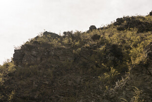山坡绿植景观