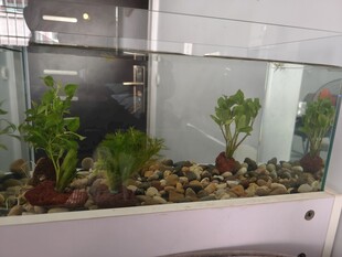 精致水族箱景观