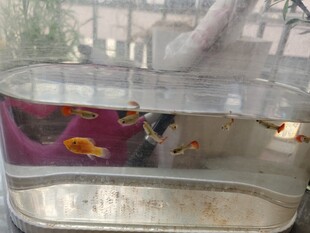 玻璃缸中的多彩金鱼