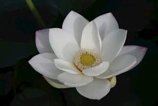 白荷花  