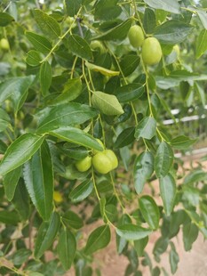 青枣挂枝绿意浓