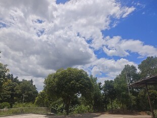 蓝天白云下的葱郁树林