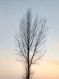 夕阳下的孤树