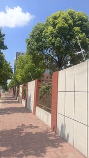 街道旁的绿植与围墙景观