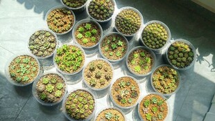 多样盆栽植物整齐摆放