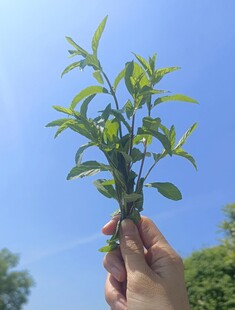 手捧嫩绿植物