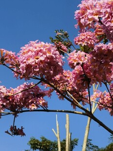 紫花风铃