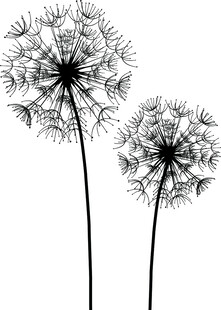 三株蒲公英黑白简约插画