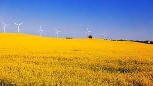 金黄油菜田中的风力发电机