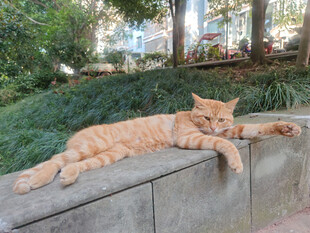 橘猫惬意趴卧石台上