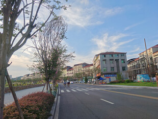 城市街道旁的宁静风景