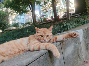 橘猫惬意趴坐石台上