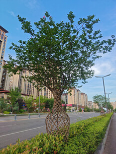 街道旁绿意盎然的景观树