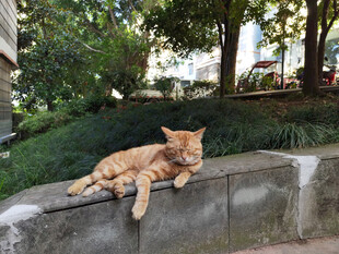 石台上休憩的橘猫