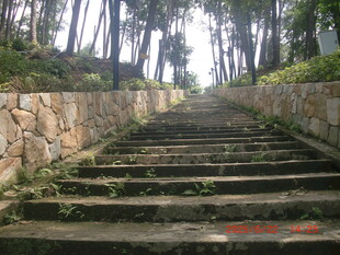 林间石阶