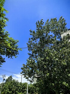 蓝天绿树风景