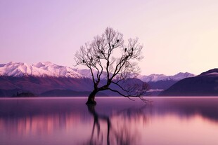 孤独之树映于梦幻湖景