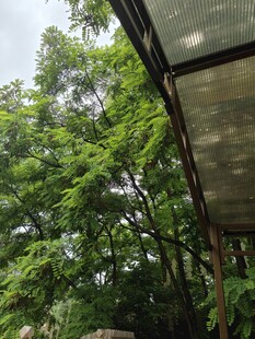 绿荫下的户外遮阳棚