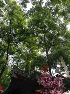 绿荫下的多彩景致