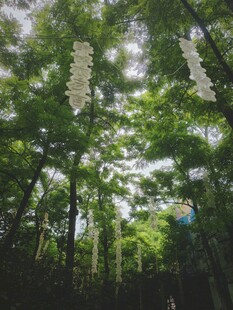茂密森林中的高大树木