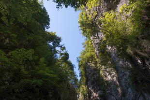 峡谷间葱郁山林景观