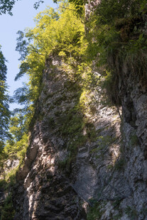 陡峭山壁上的葱郁植被