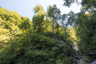山林绿意盎然的自然景致