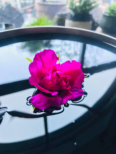 娇艳粉花置于玻璃桌面