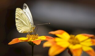 白蝶停驻于绚烂花朵间