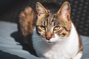 可爱斑纹猫安静趴卧