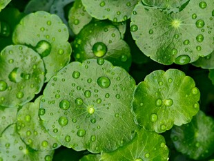 清晨 雨后 铜钱草 壁纸