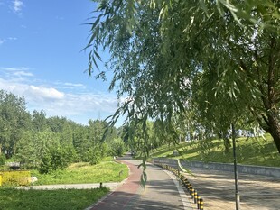 夏日公园林荫小路美景
