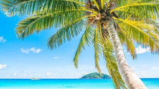 热带海边的倾斜棕榈树