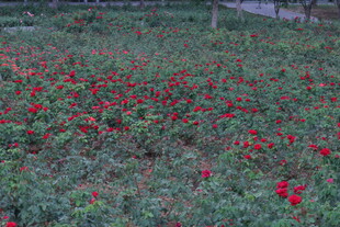 绚烂红花绽放于绿地间