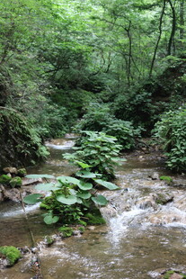 洛阳 重渡沟