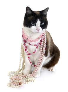 戴珍珠项链的时尚猫咪