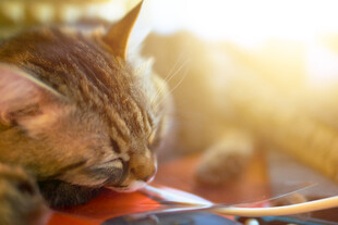 阳光下猫咪惬意舔东西