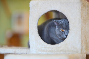 猫从孔洞中好奇张望