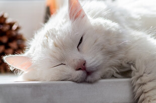 酣睡的白毛猫咪