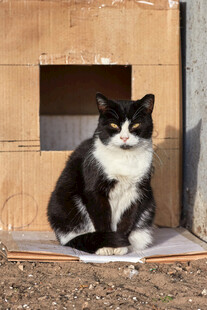 黑白猫咪坐于简易纸箱中