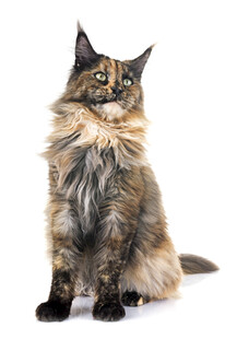 长毛缅因猫端坐