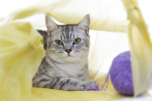 袋中萌猫与紫色玩具