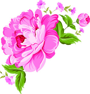娇艳粉色牡丹花插画