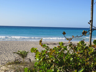 海边沙滩绿植与蔚蓝大海
